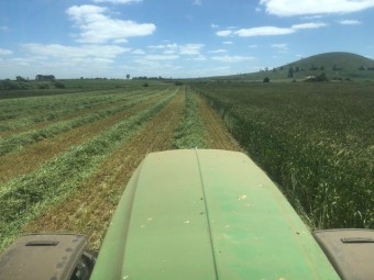 Moby Barley Hay Small Squares