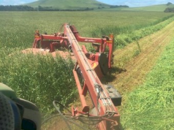 Moby Barley Hay Small Squares