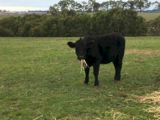 12 PTIC Angus Heifers EU accredited