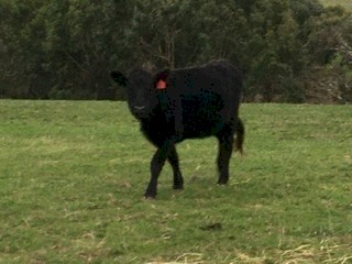 12 PTIC Angus Heifers EU accredited