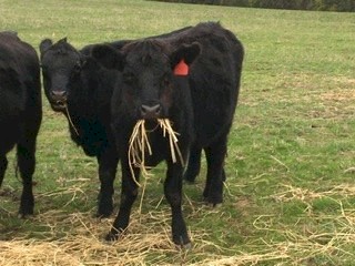 12 PTIC Angus Heifers EU accredited