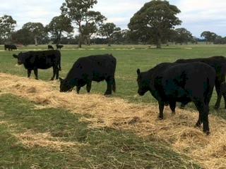 12 PTIC Angus Heifers EU accredited