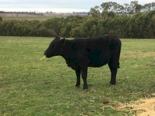 12 PTIC Angus Heifers EU accredited