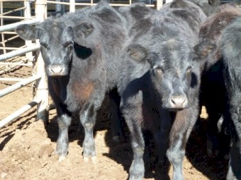 17 EU Angus Steers 8-9 months