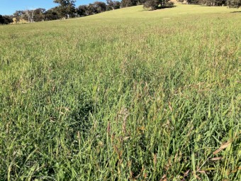 WANTED Grazing Lease