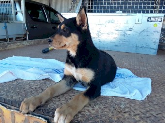 Kelpie x Border Collie Puppy