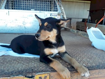 Kelpie x Border Collie Puppy