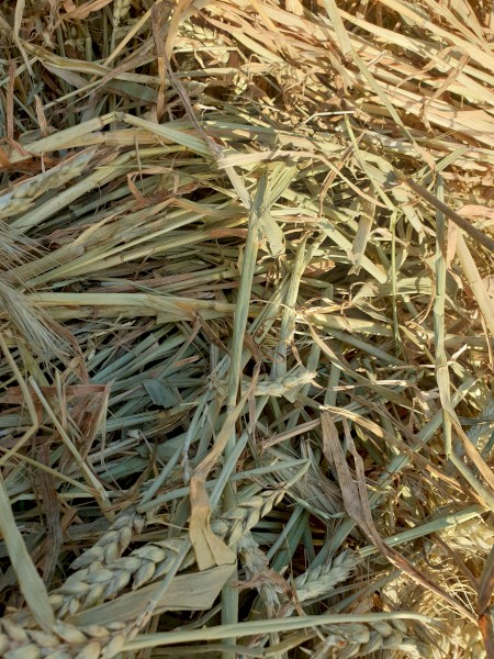 2020 season Red Wheat Hay Rolls