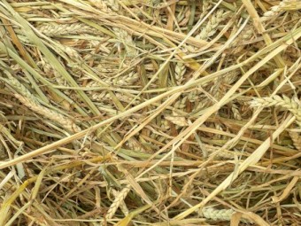 2020 season Red Wheat Hay Rolls