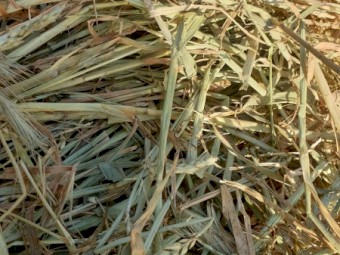 2020 season Red Wheat Hay Rolls