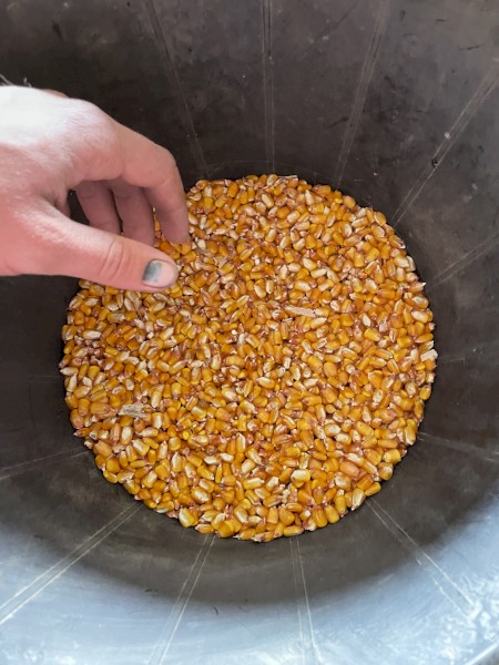 400t approx Feed Corn