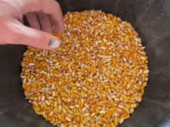 400t approx Feed Corn