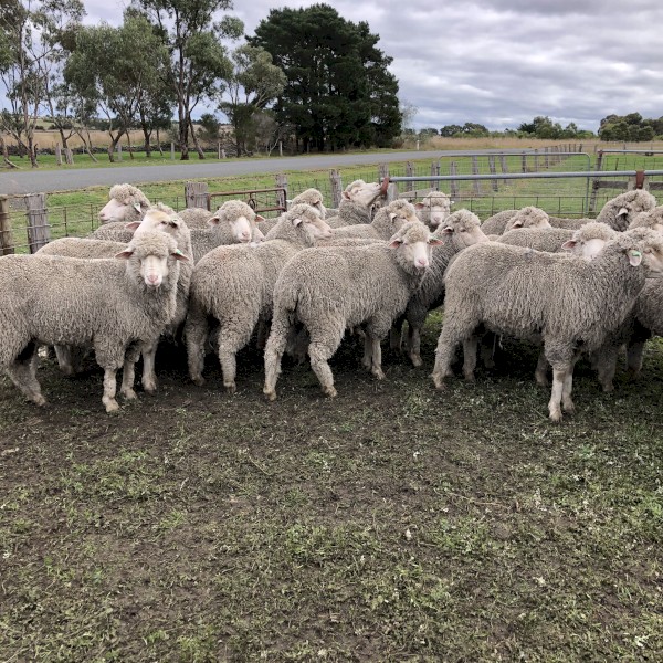 Modern Merino Hoggets SIL 141%