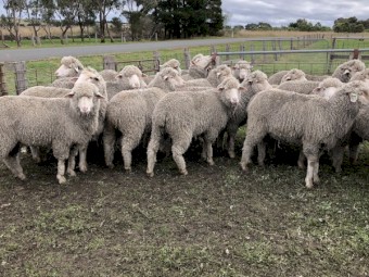 Modern Merino Hoggets SIL 141%