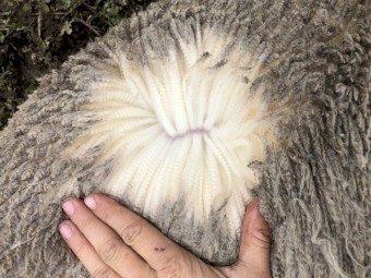 Modern Merino Hoggets SIL 141%