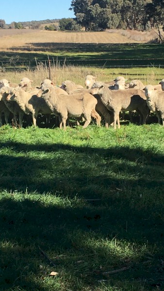 Good CFA Merino Ewes