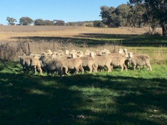 Good CFA Merino Ewes