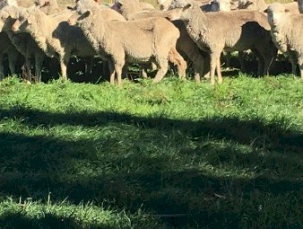 Good CFA Merino Ewes