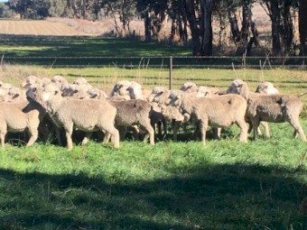 Good CFA Merino Ewes