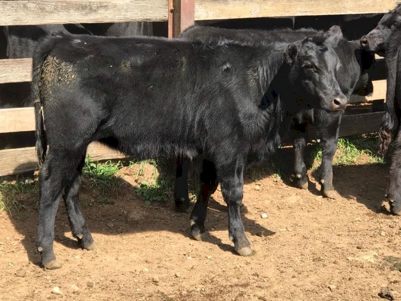27 september drop EU Angus heifers