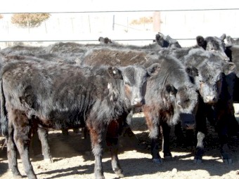 27 september drop EU Angus heifers