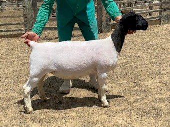 Black Head Dorper Sheep