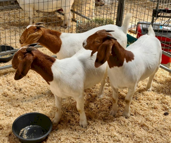 100% Fullblood Boer Goat | Farm Tender