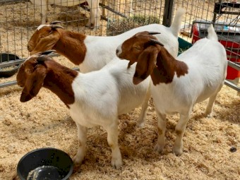 100% Fullblood Boer Goat