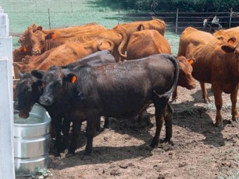 Angus Bulls for sale
