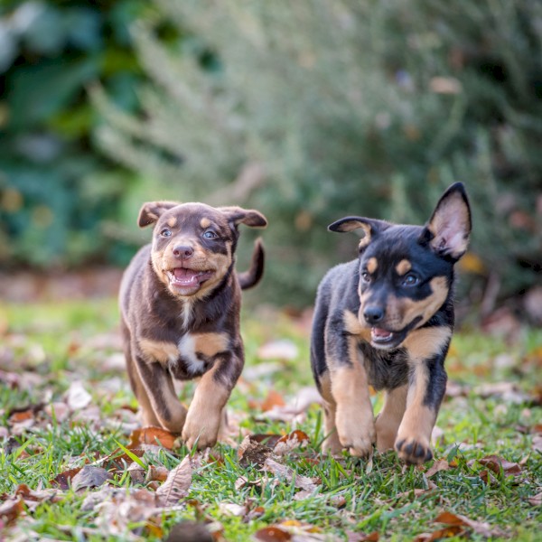 Purebred kelpie pups (3 Males) | Farm Tender