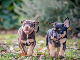 Purebred kelpie pups (3 Males)
