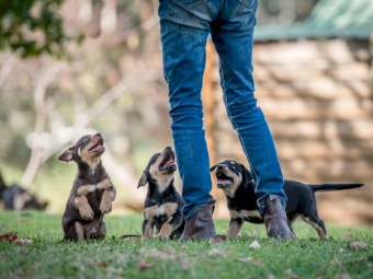 Purebred kelpie pups (3 Males)