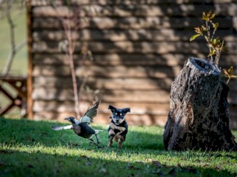 Purebred kelpie pups (3 Males)