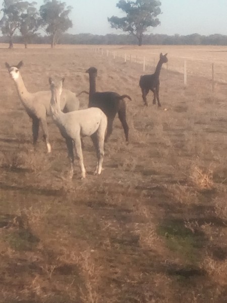 3 x Male Alpaca Wethers