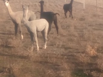3 x Male Alpaca Wethers