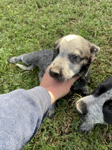Cattle Dog (Pup)