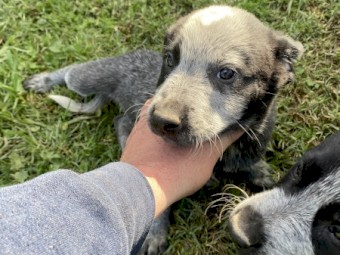 Cattle Dog (Pup)