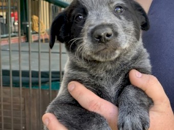 Cattle Dog (Pup)