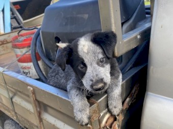 Cattle Dog (Pup)