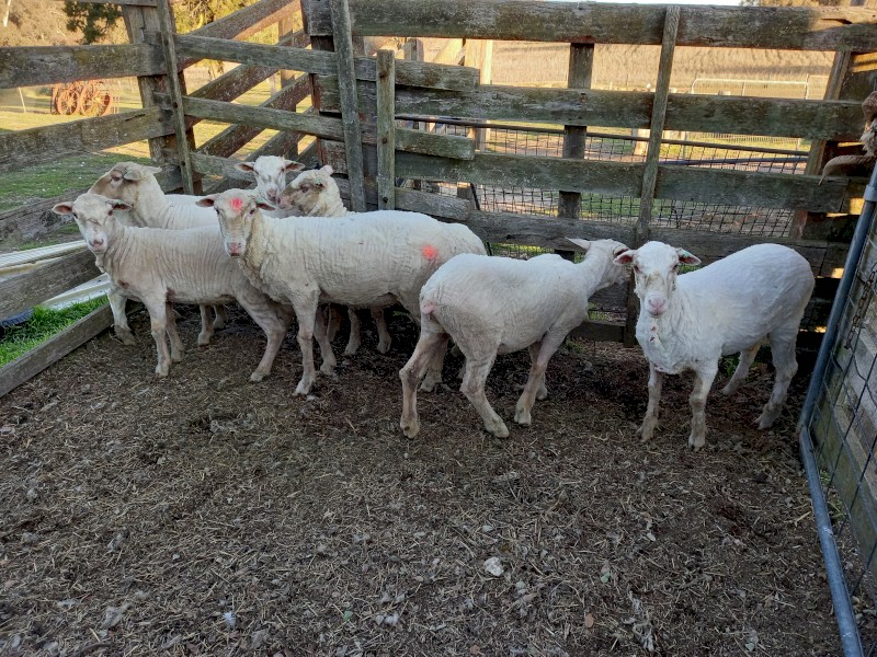 Merino Ewes x 12 Hoggets  in Lamb to Merino Ram Super Fine Wool Sheep