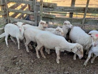 Merino Ewes x 12 Hoggets  in Lamb to Merino Ram Super Fine Wool Sheep