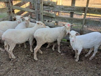 Merino Ewes x 12 Hoggets  in Lamb to Merino Ram Super Fine Wool Sheep