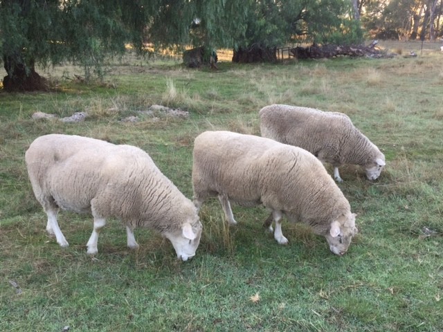 3 x White Suffolk Rams 1 is Koolevale Bloodline and 2 are Kismet Bloodline 