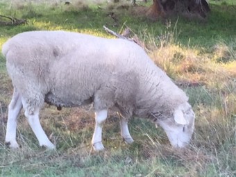 3 x White Suffolk Rams 1 is Koolevale Bloodline and 2 are Kismet Bloodline 