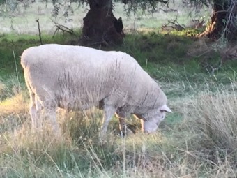 3 x White Suffolk Rams 1 is Koolevale Bloodline and 2 are Kismet Bloodline 