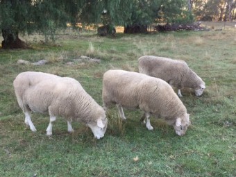3 x White Suffolk Rams 1 is Koolevale Bloodline and 2 are Kismet Bloodline 