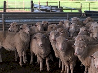 First Cross Ewes - Border Leicester/White Suffolk x Merino