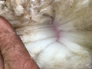 First Cross Ewes - Border Leicester/White Suffolk x Merino