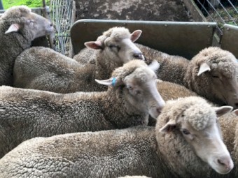 First Cross Ewes - Border Leicester/White Suffolk x Merino