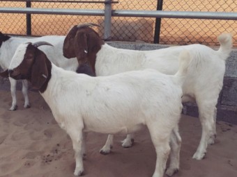 Quality Boer Goat